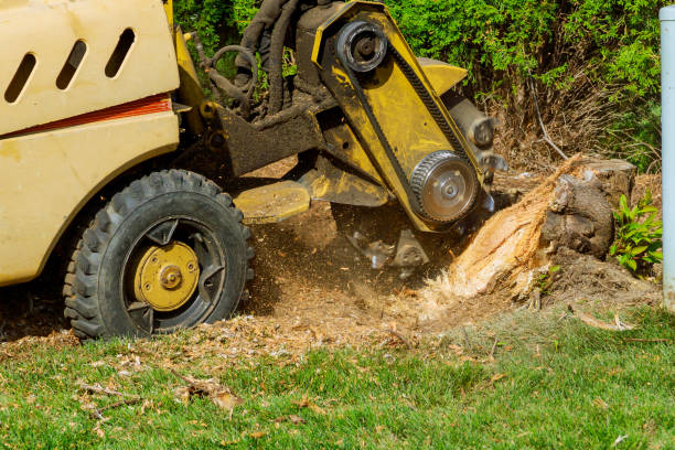 How Our Tree Care Process Works  in  Berlin, OH